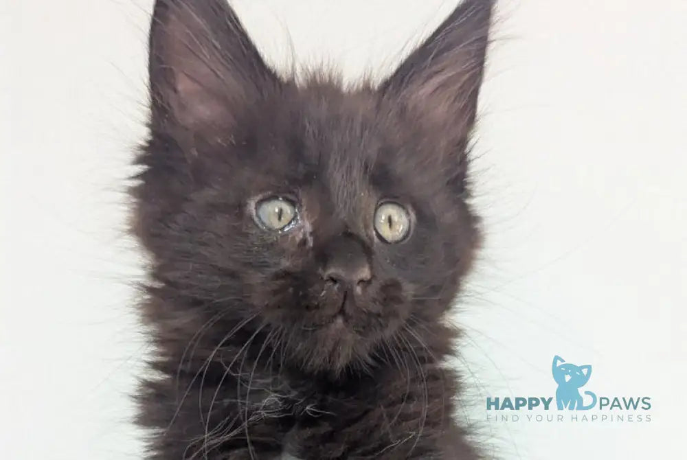 Cora Maine Coon female black live animals