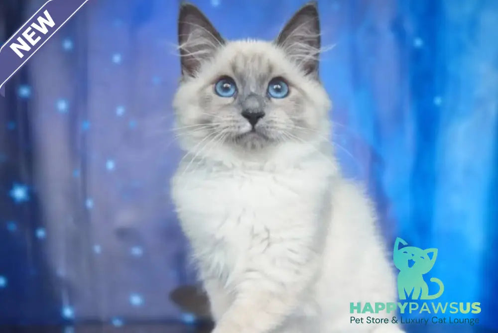 Corby Siberian male blue with white pointed - live animals