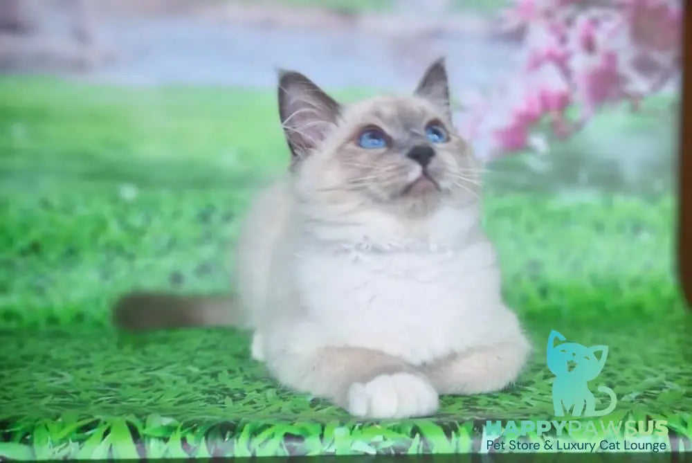 Corby Siberian male blue with white pointed - live animals