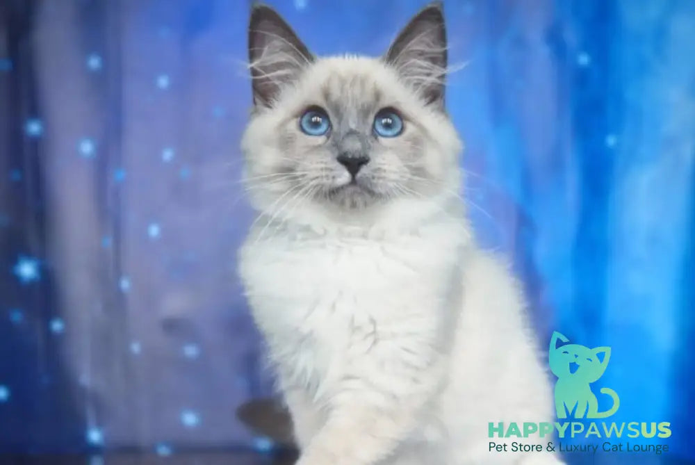 Corby Siberian male blue with white pointed - live animals