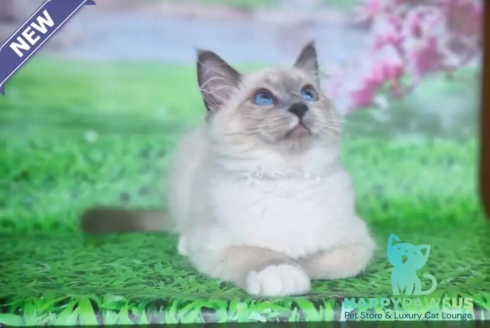 Corby Siberian male blue with white pointed - live animals
