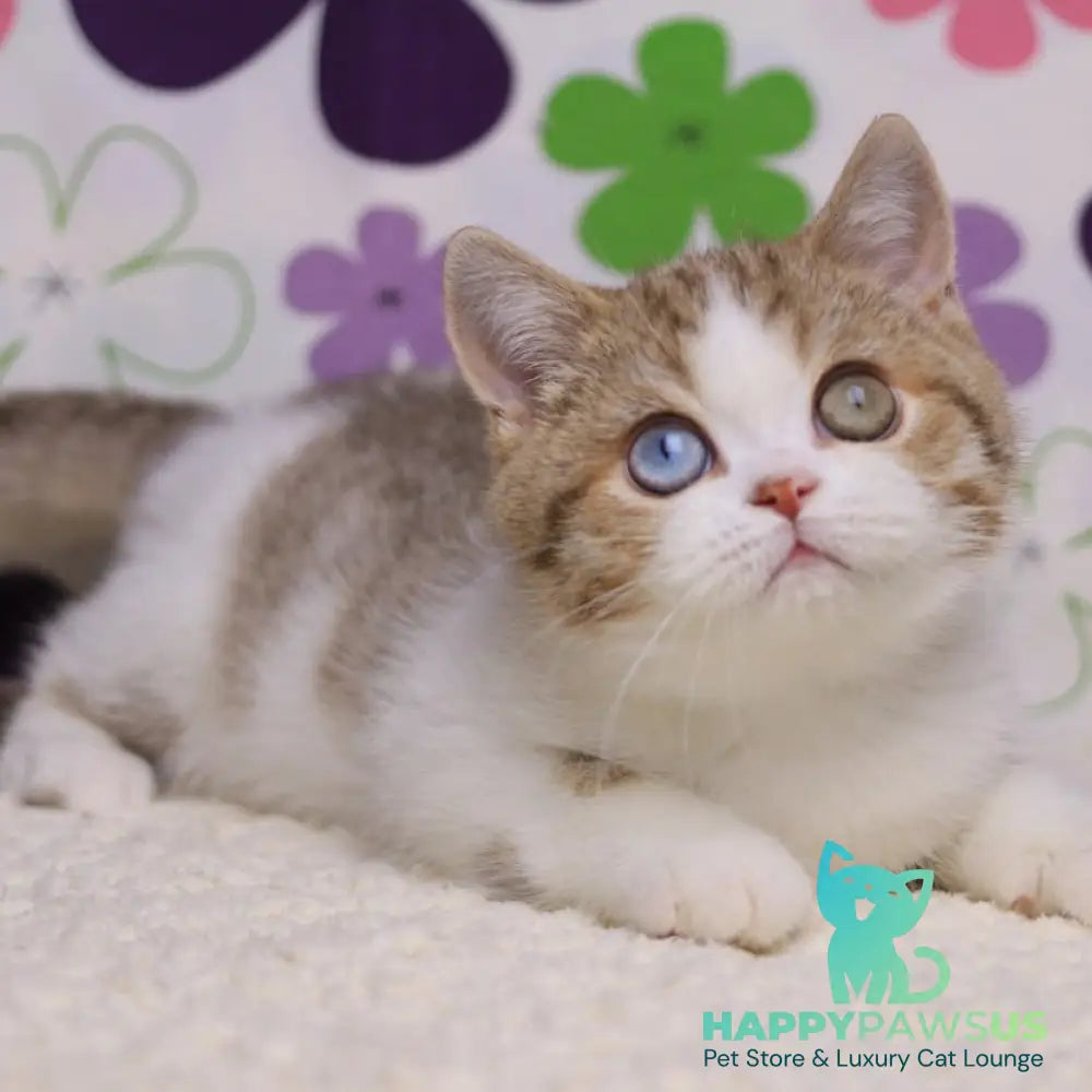 Cosmic British Shorthair male chocolate spotted tabby bicolour - live animals