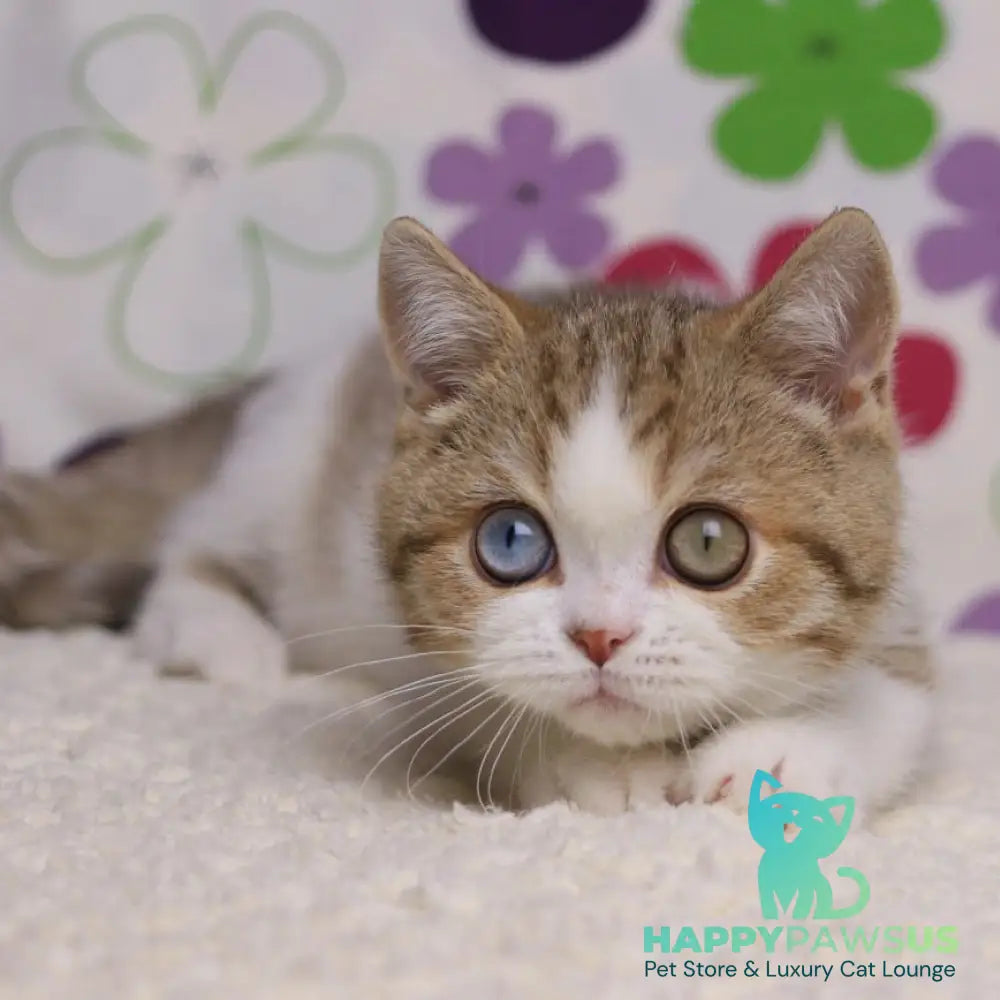 Cosmic British Shorthair male chocolate spotted tabby bicolour - live animals