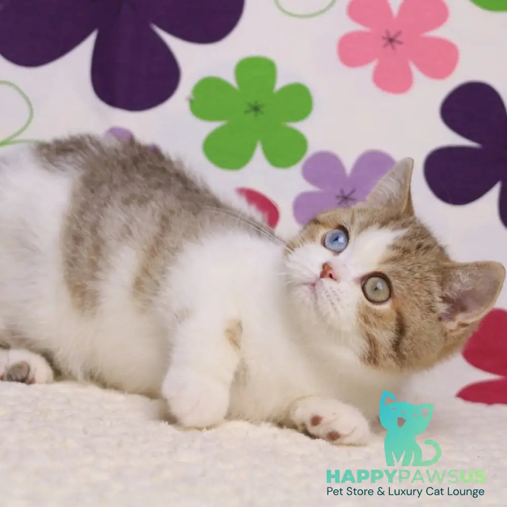 Cosmic British Shorthair male chocolate spotted tabby bicolour - live animals