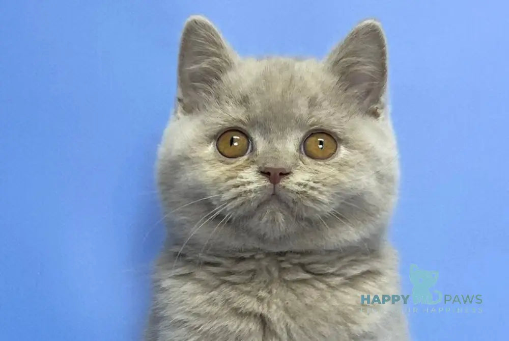 Cosmo British Shorthair male lilac live animals