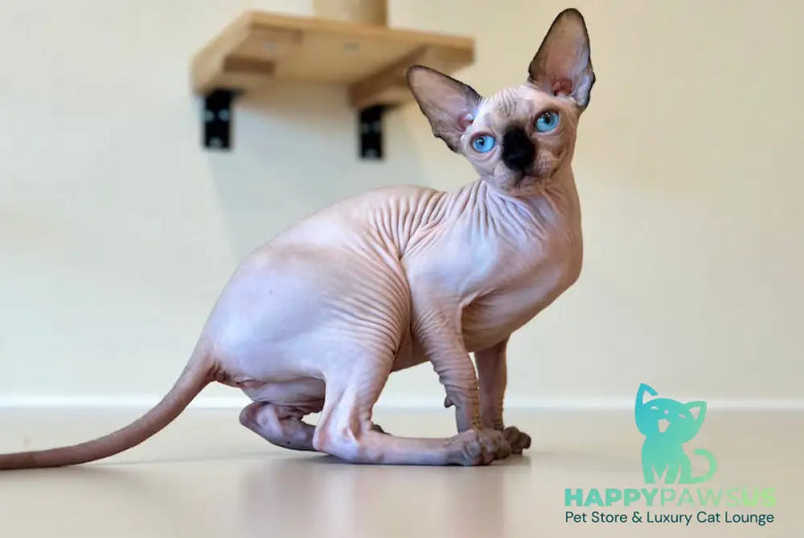 Cosmo Canadian Sphynx male seal pointed - live animals