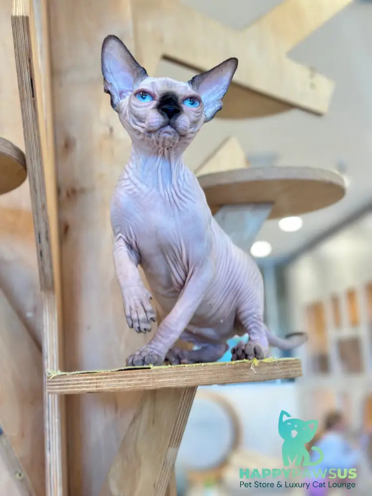 Cosmo Canadian Sphynx male seal pointed - live animals