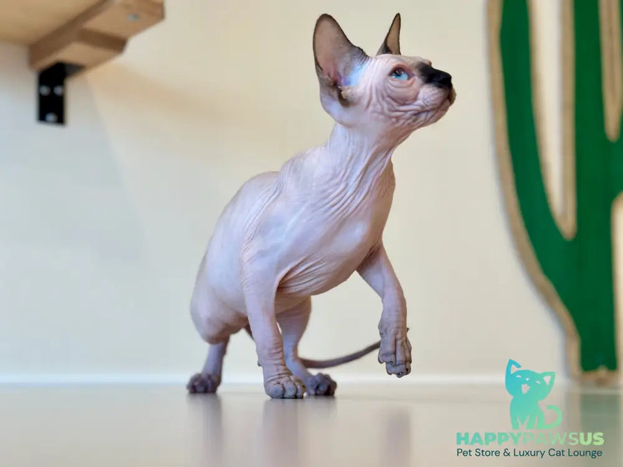 Cosmo Canadian Sphynx male seal pointed - live animals