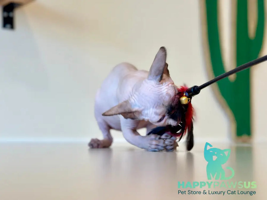 Cosmo Canadian Sphynx male seal pointed - live animals