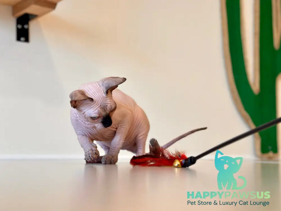 Cosmo Canadian Sphynx male seal pointed - live animals