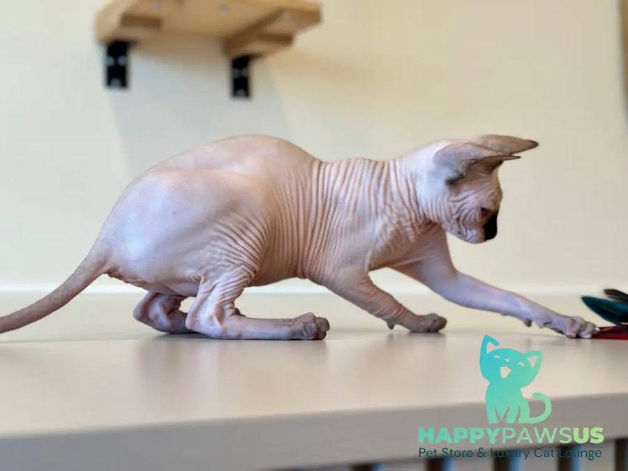 Cosmo Canadian Sphynx male seal pointed - live animals