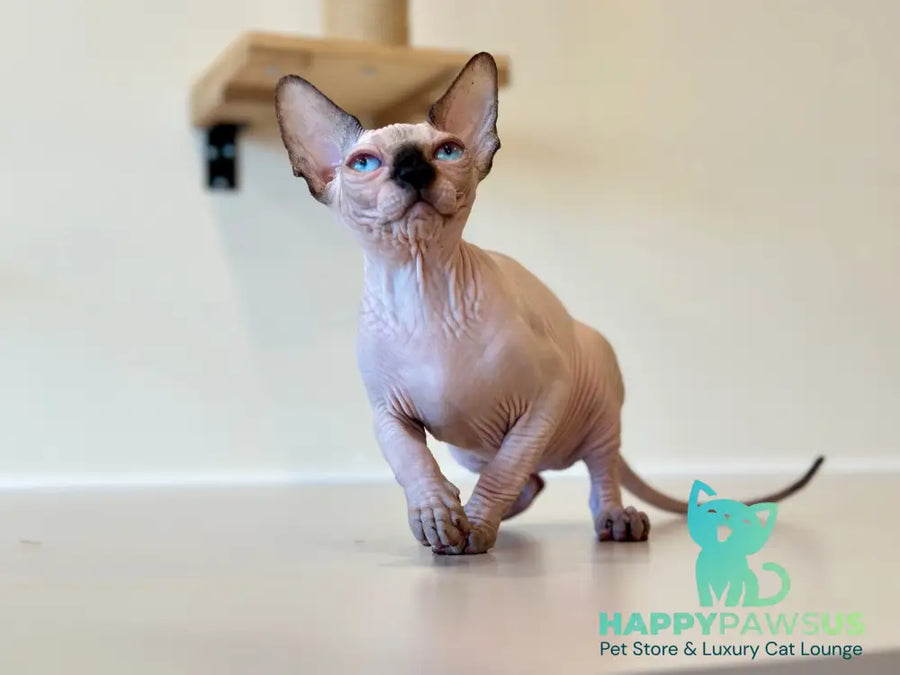 Cosmo Canadian Sphynx male seal pointed - live animals