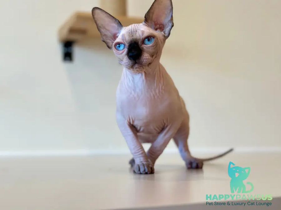 Cosmo Canadian Sphynx male seal pointed - live animals