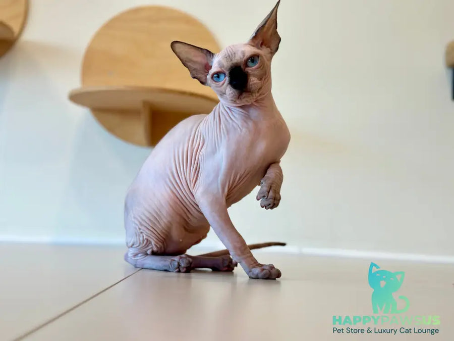 Cosmo Canadian Sphynx male seal pointed - live animals