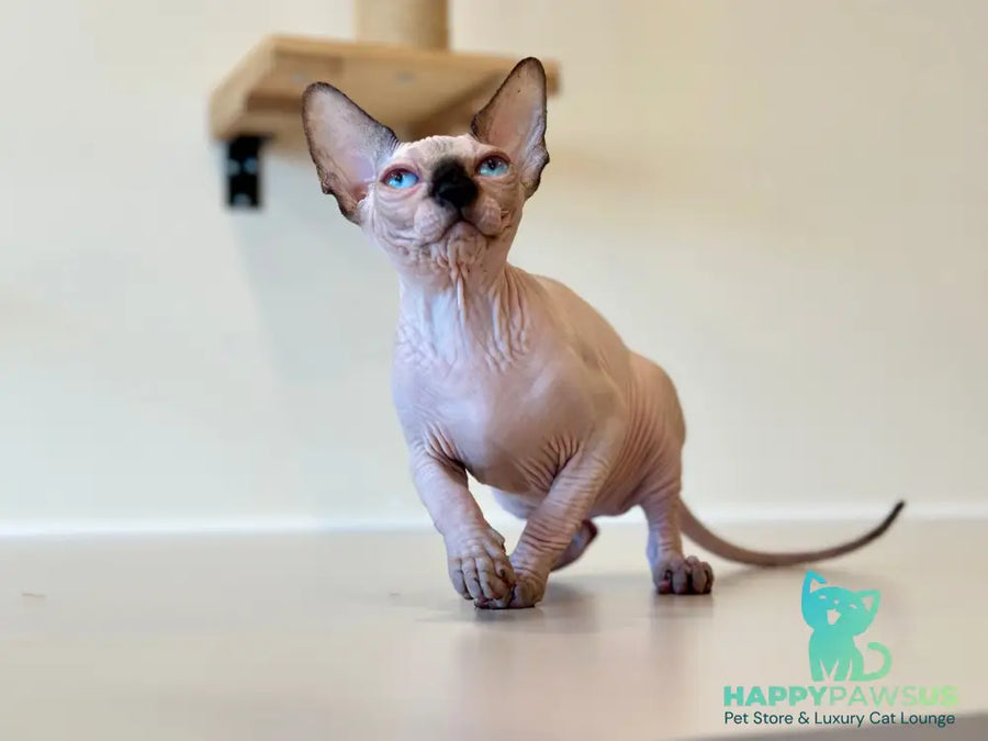Cosmo Canadian Sphynx male seal pointed - live animals