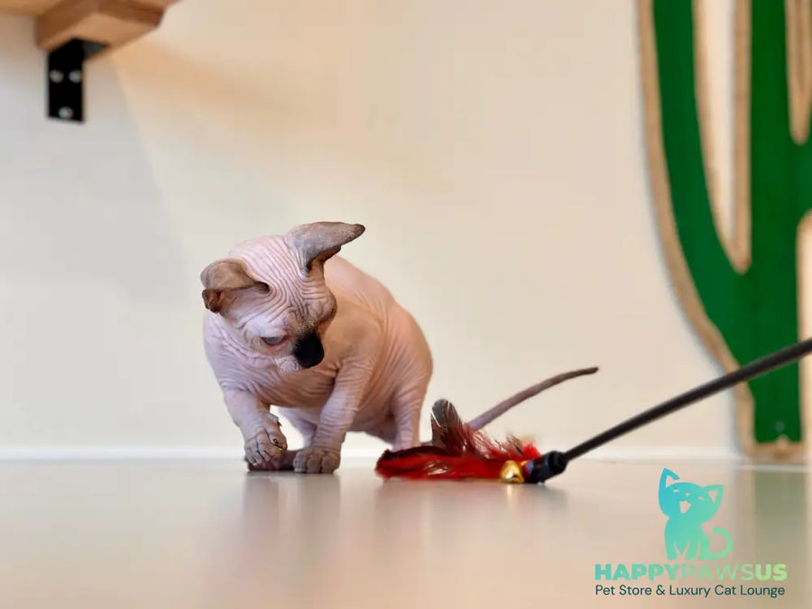 Cosmo Canadian Sphynx male seal pointed - live animals