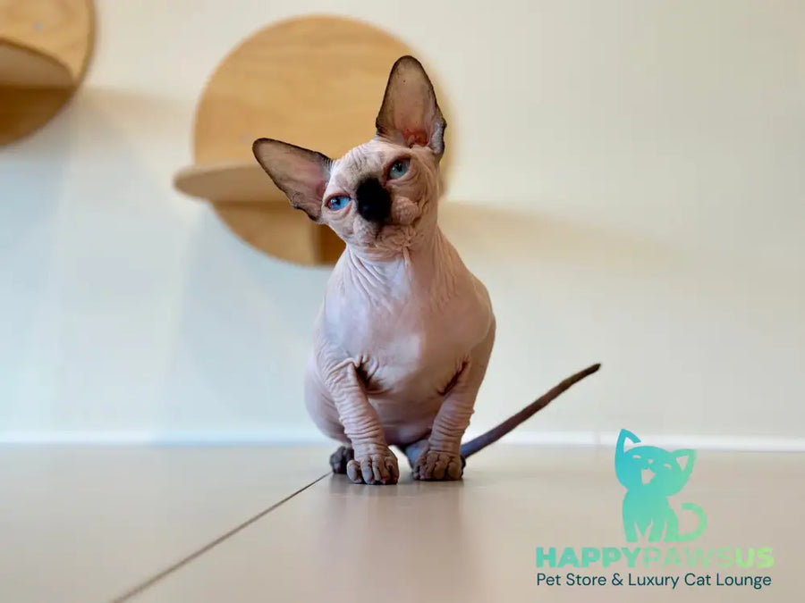 Cosmo Canadian Sphynx male seal pointed - live animals