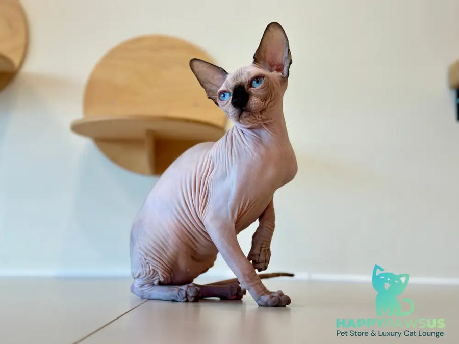 Cosmo Canadian Sphynx male seal pointed - live animals