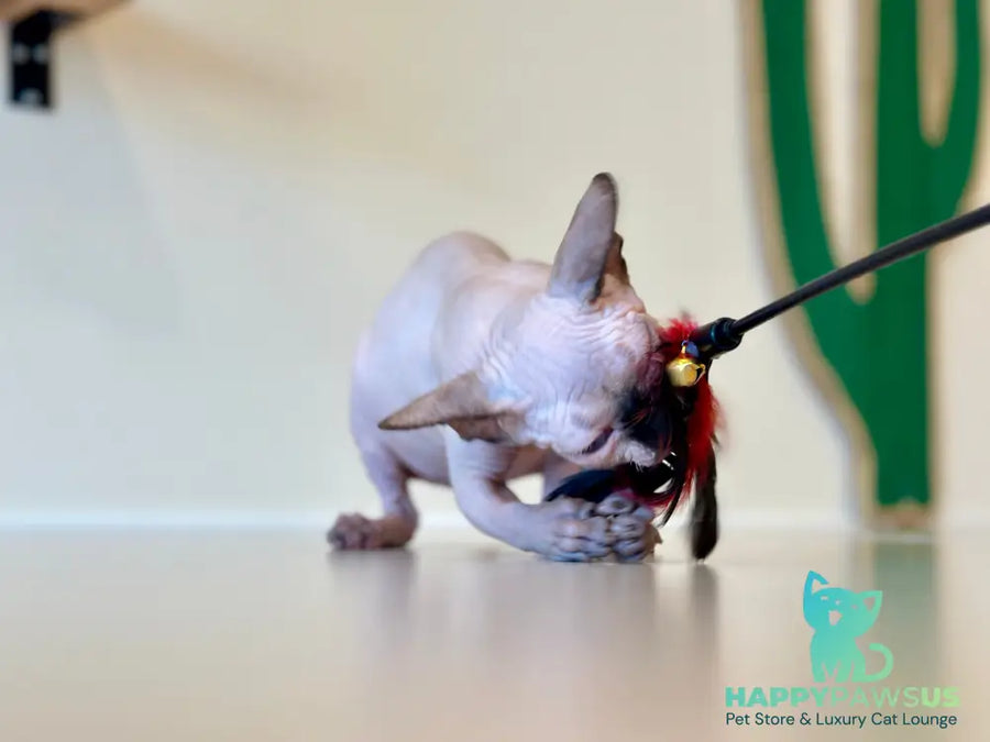 Cosmo Canadian Sphynx male seal pointed - live animals