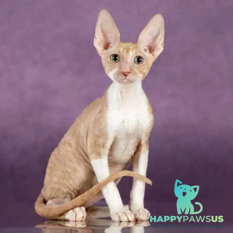 Cosmo Cornish Rex male cream bicolour - live animals
