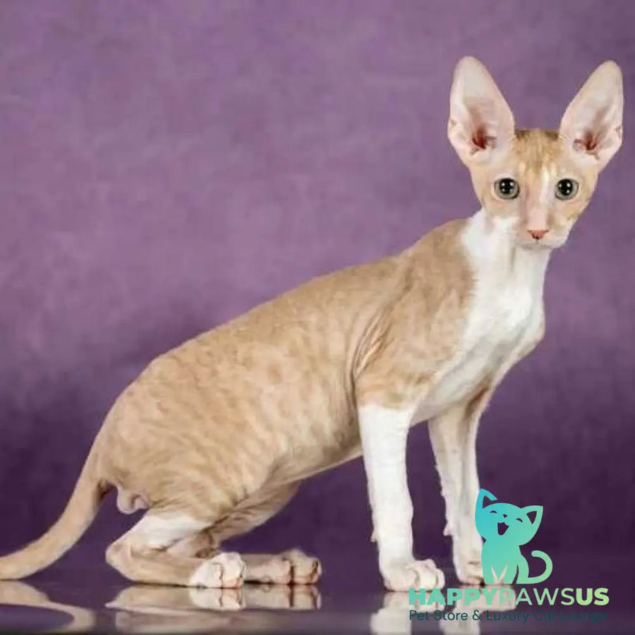 Cosmo Cornish Rex male cream bicolour - live animals