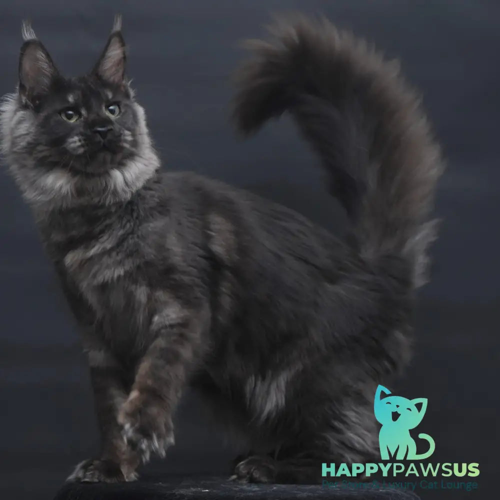 Cosmo Maine Coon female black silver - live animals