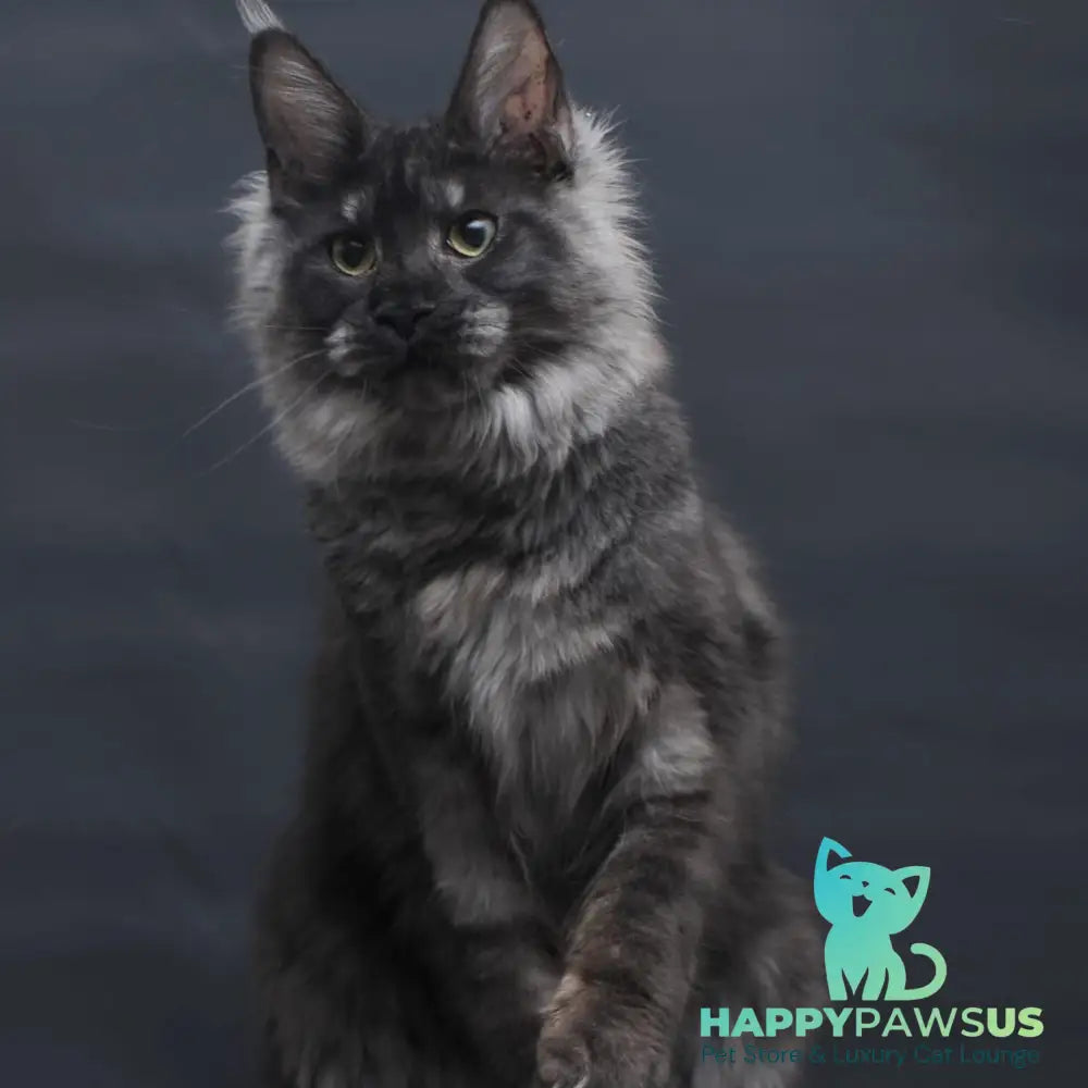 Cosmo Maine Coon female black silver - live animals