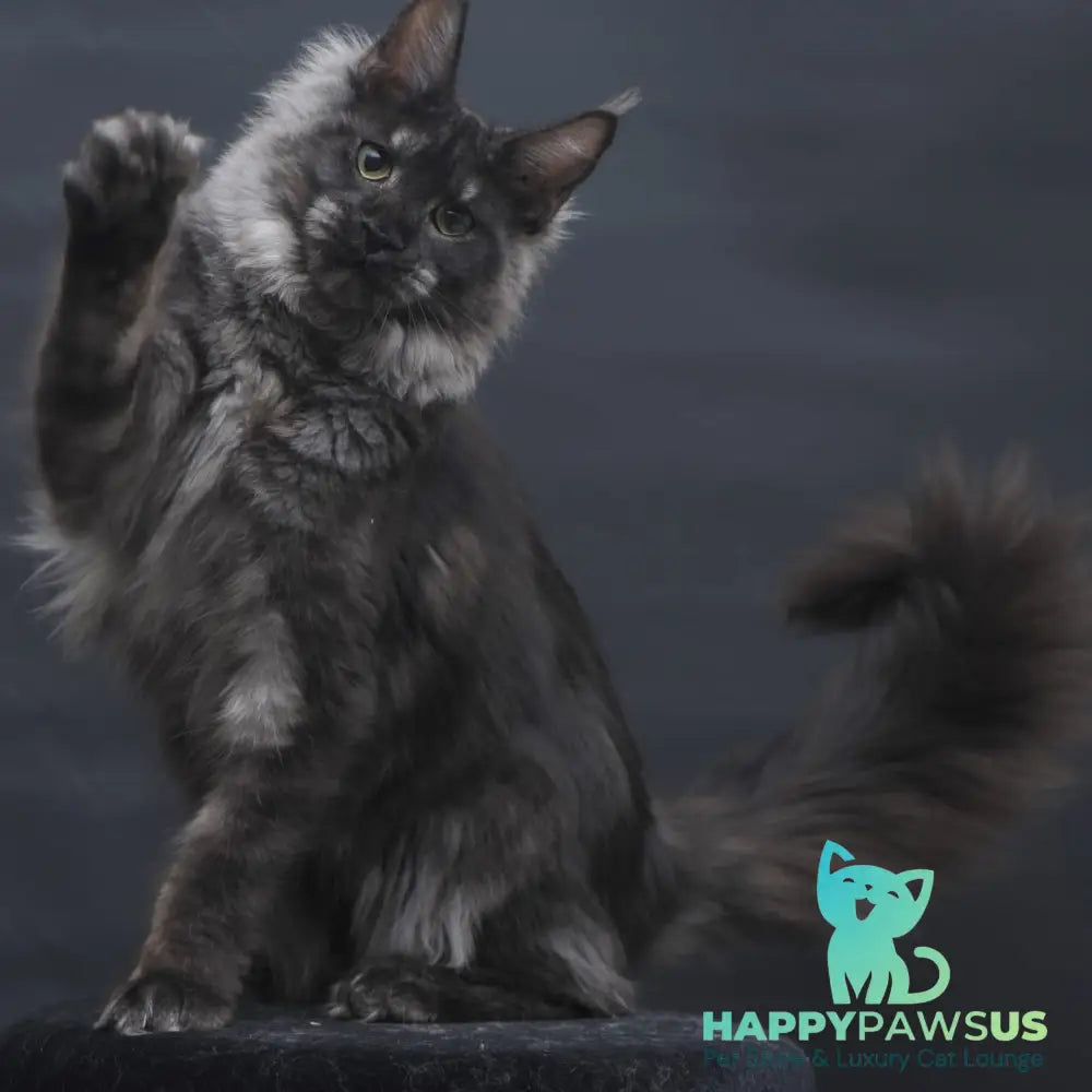 Cosmo Maine Coon female black silver - live animals