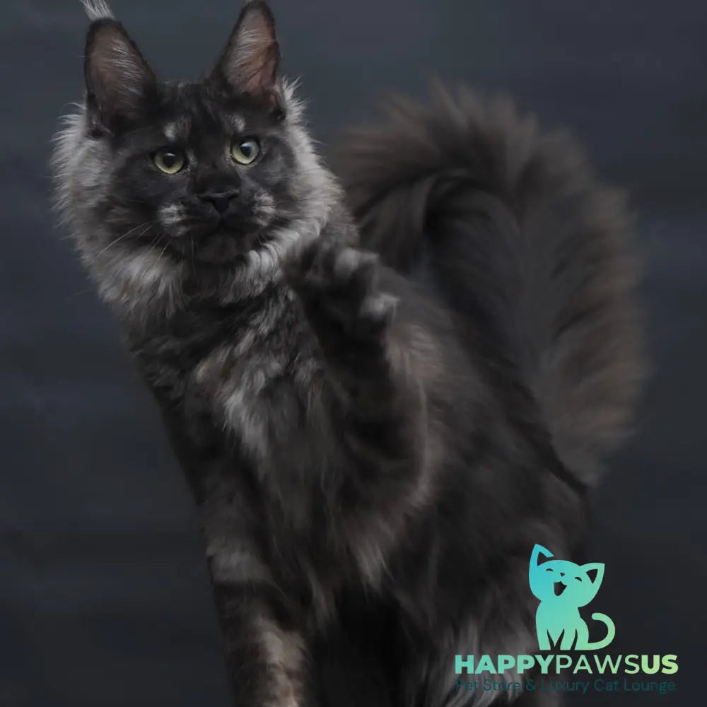 Cosmo Maine Coon female black silver - live animals