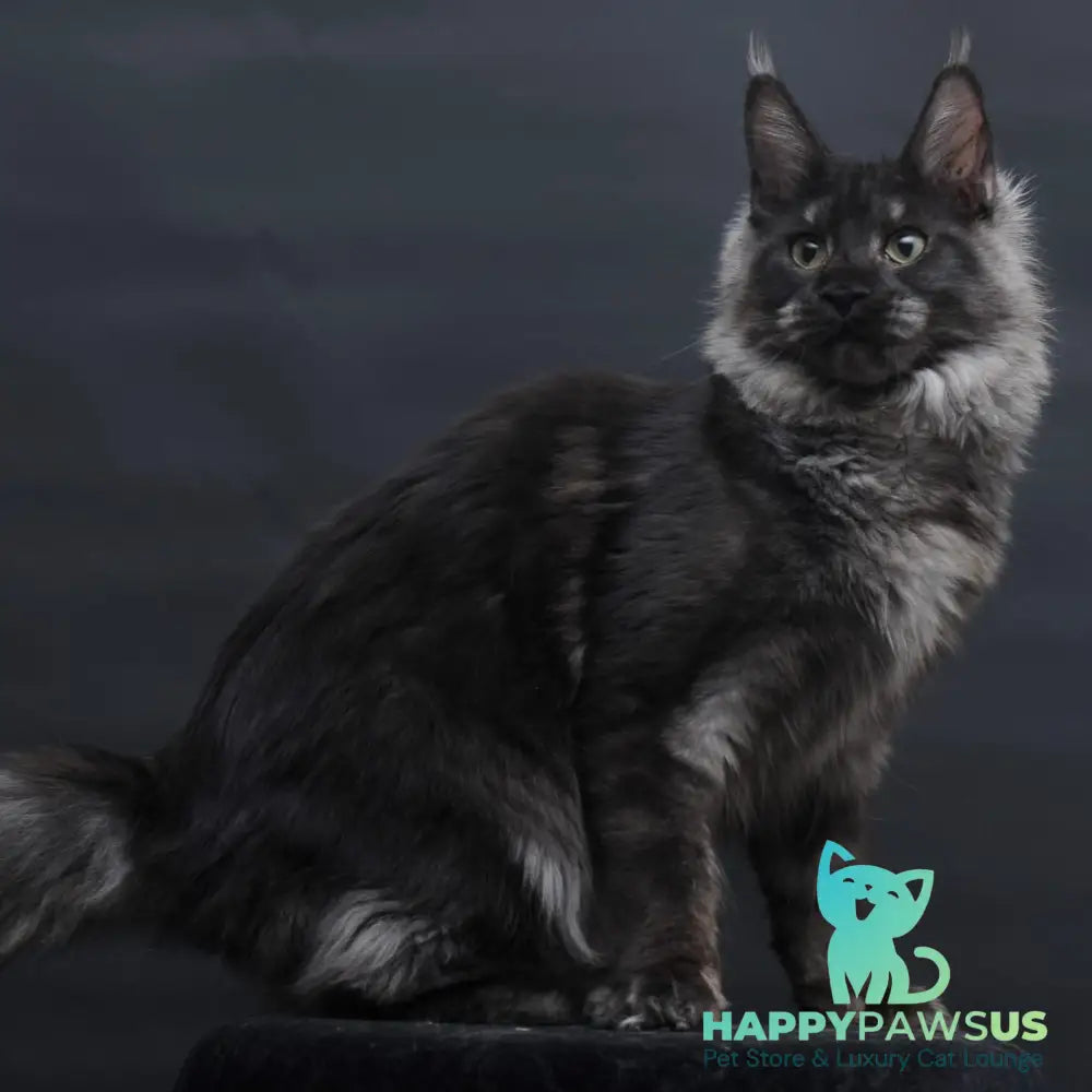 Cosmo Maine Coon female black silver - live animals