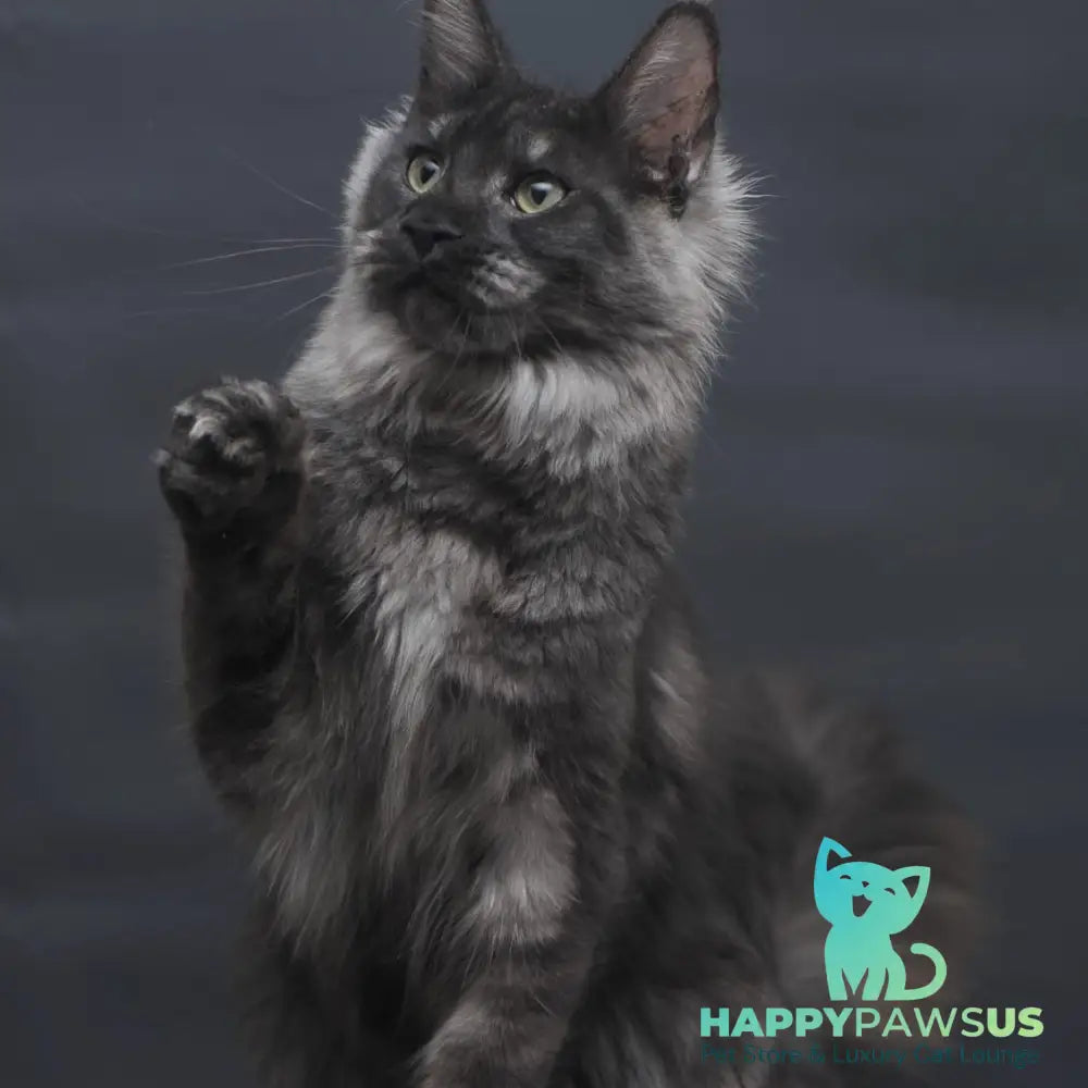 Cosmo Maine Coon female black silver - live animals