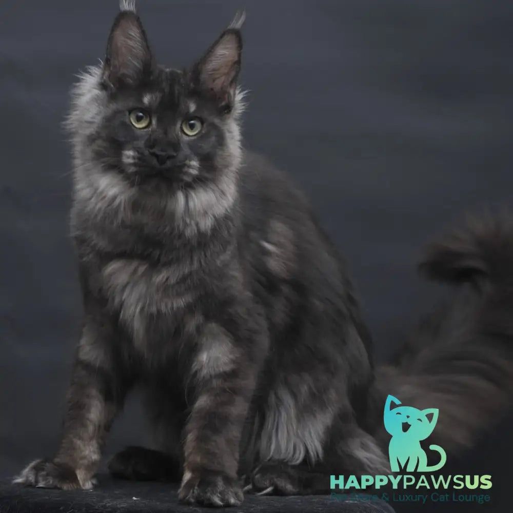 Cosmo Maine Coon female black silver - live animals