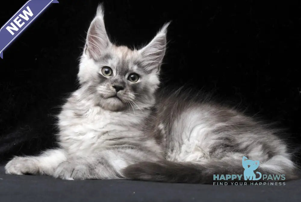 Cosmo Maine Coon male black smoke live animals