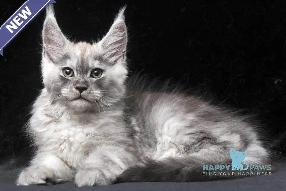 Cosmo Maine Coon male black smoke live animals