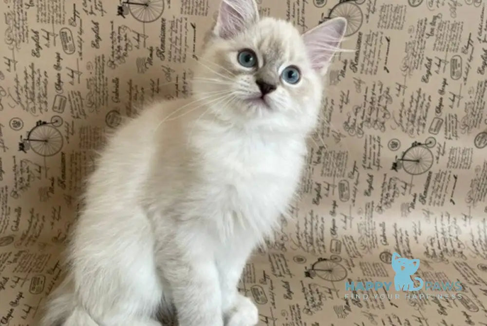 Cosmo Ragdoll male black mitted live animals