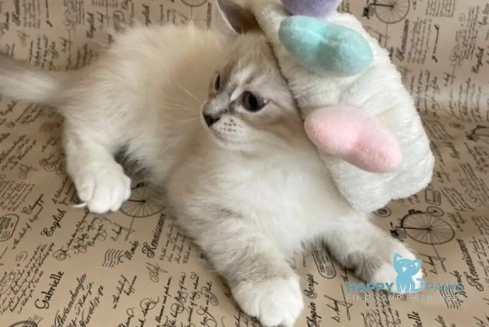 Cosmo Ragdoll male black mitted live animals