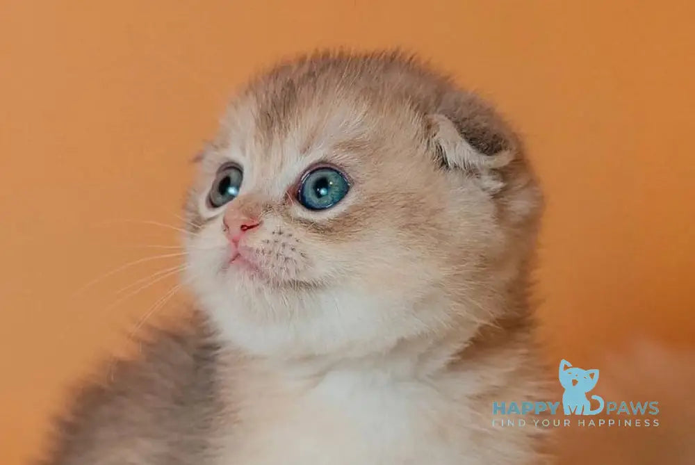 Cosmo Scottish Fold male blue golden shaded live animals