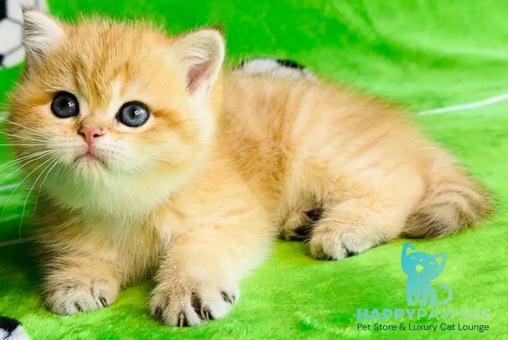 Cosmos British Shorthair male black golden spotted tabby - live animals
