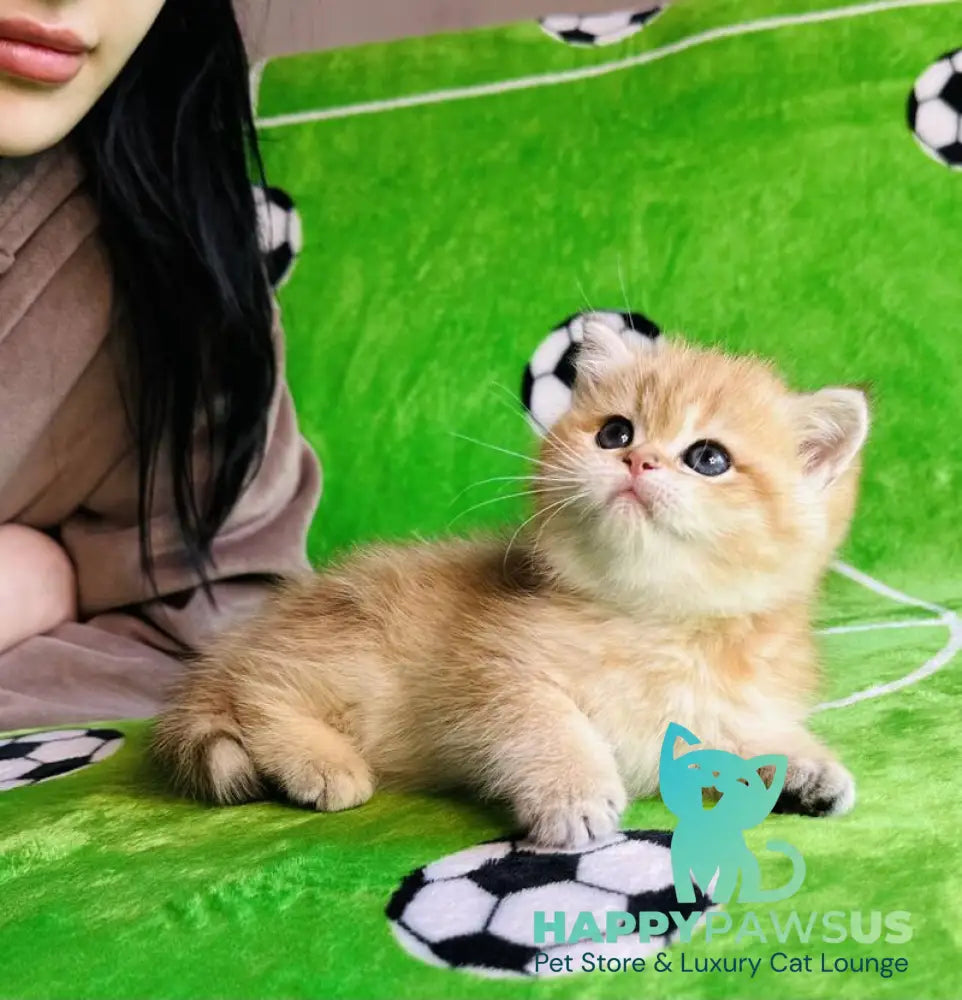 Cosmos British Shorthair male black golden spotted tabby - live animals