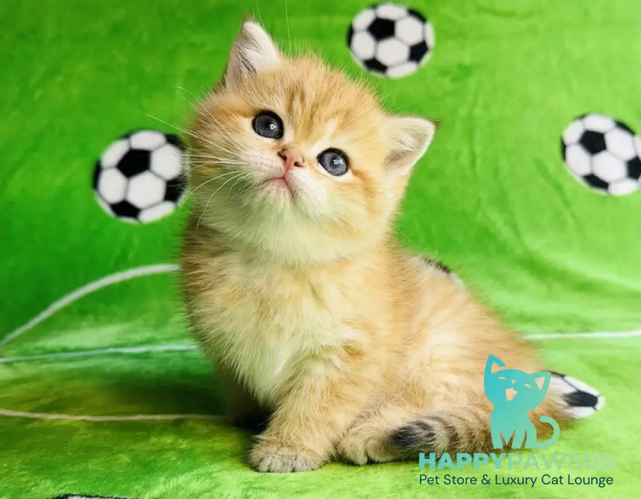 Cosmos British Shorthair male black golden spotted tabby - live animals