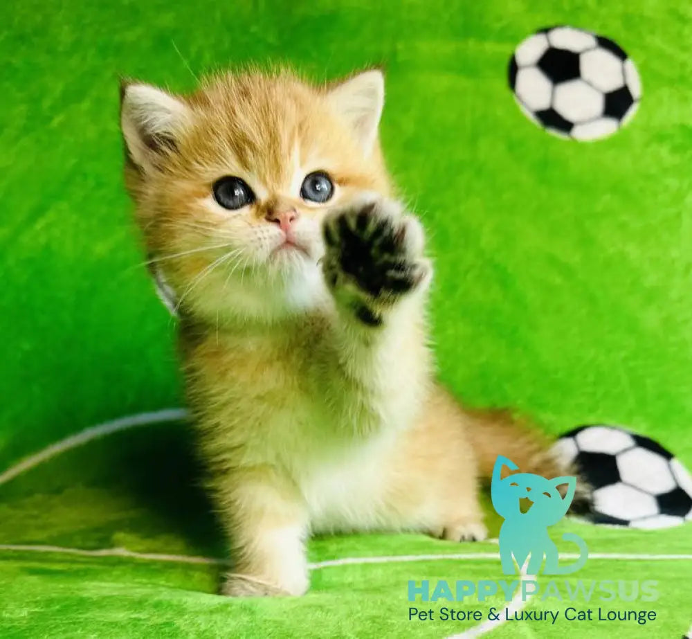 Cosmos British Shorthair male black golden spotted tabby - live animals