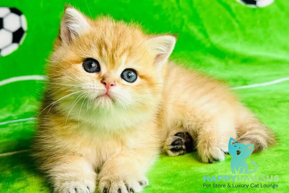 Cosmos British Shorthair male black golden spotted tabby - live animals