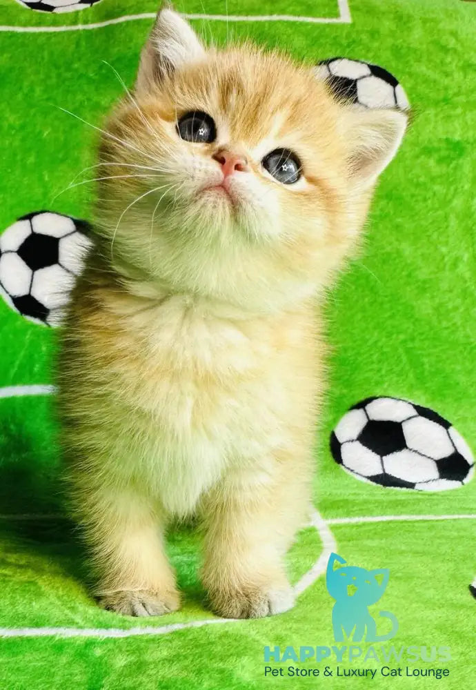 Cosmos British Shorthair male black golden spotted tabby - live animals