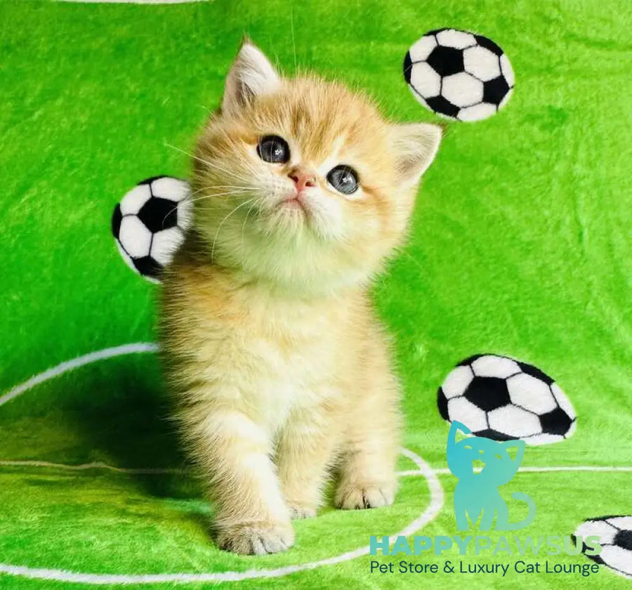 Cosmos British Shorthair male black golden spotted tabby - live animals