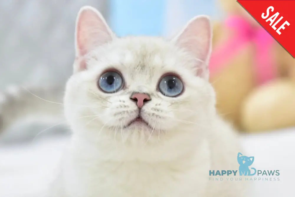 Cosmos British Shorthair male black silver shaded pointed live animals