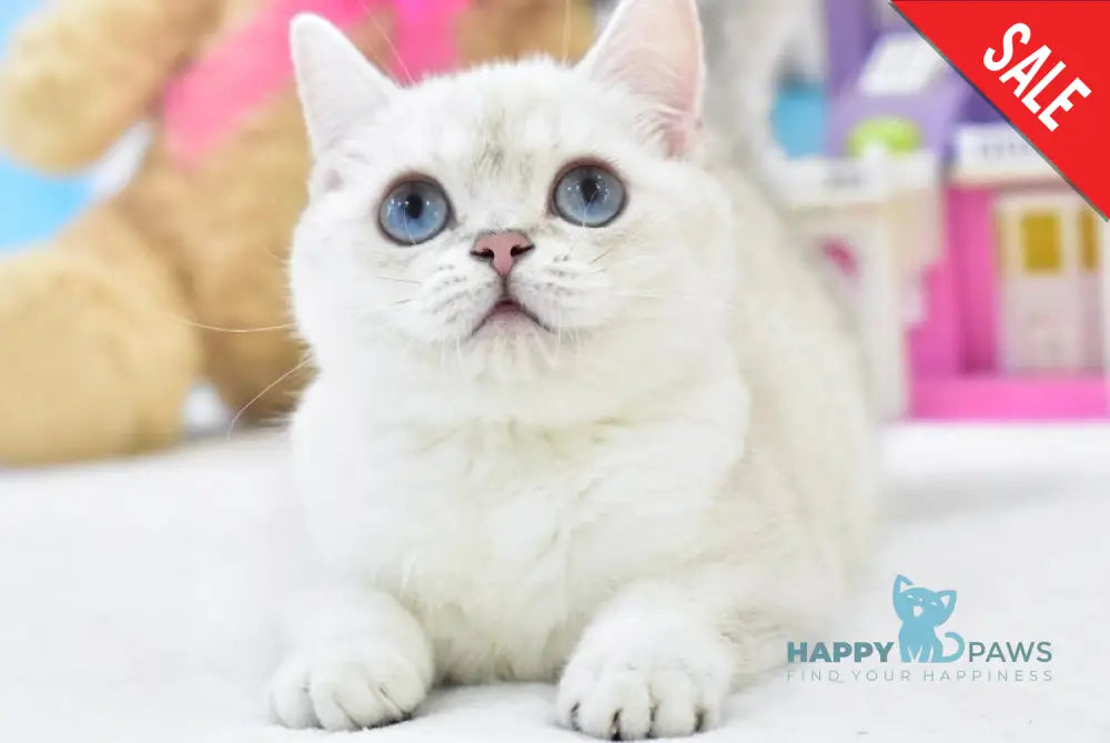 Cosmos British Shorthair male black silver shaded pointed live animals