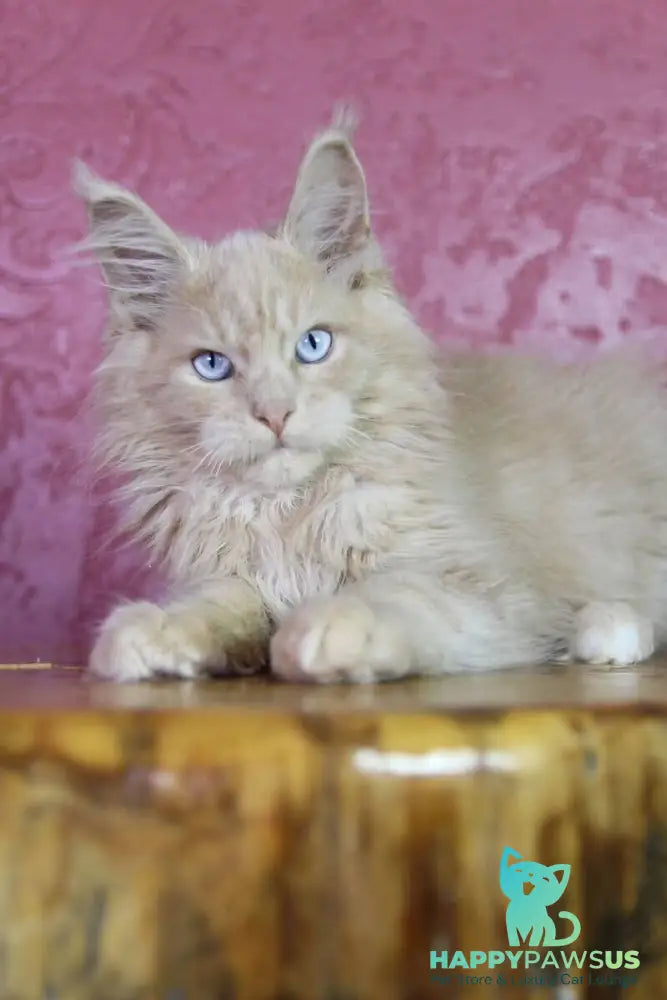 Cosmos Maine Coon male cream - live animals