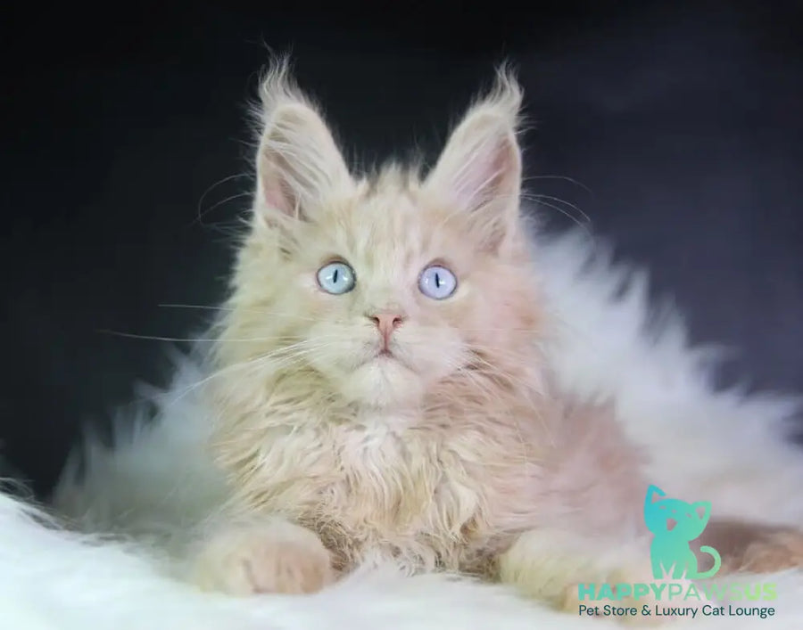 Cosmos Maine Coon male cream - live animals