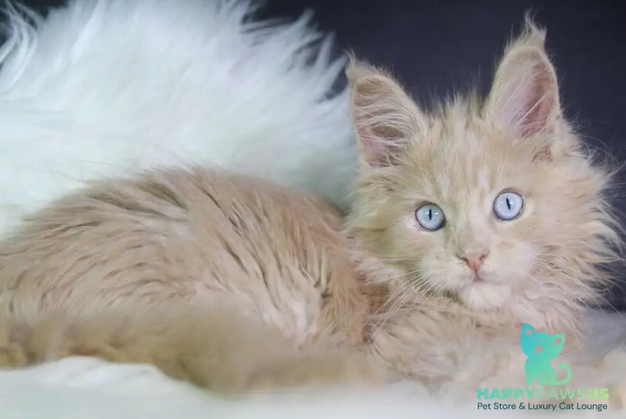 Cosmos Maine Coon male cream - live animals
