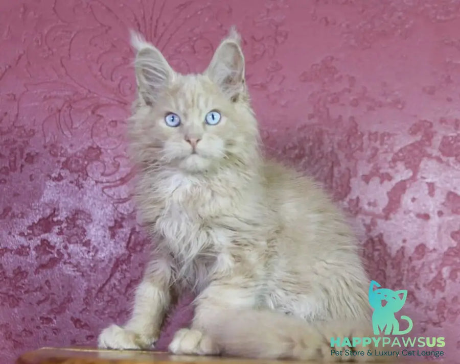 Cosmos Maine Coon male cream - live animals